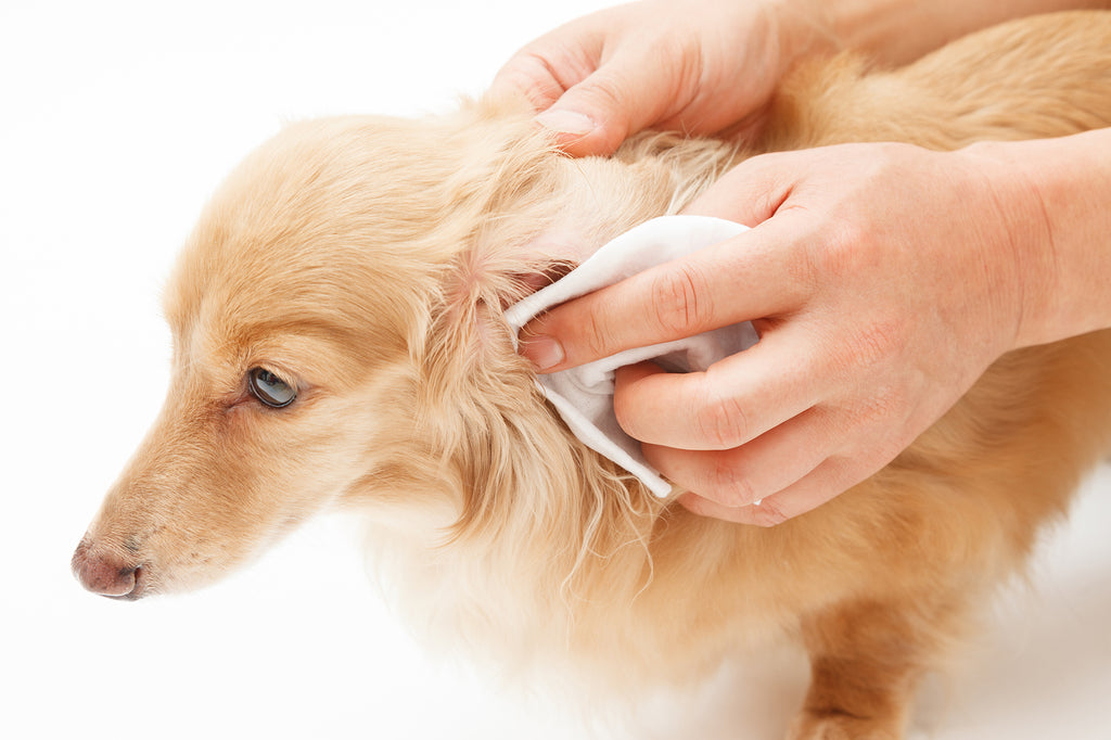 Ear Cleanser - Dogs - Buddy Care - 200ml