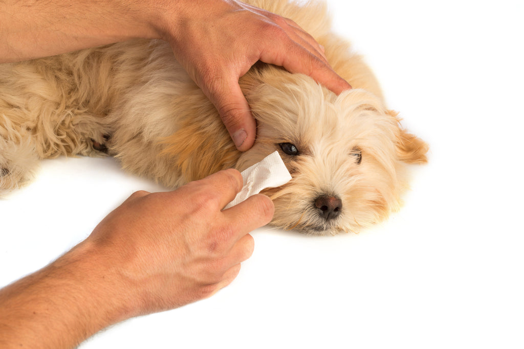 Tear Stain Remover - Dogs - Buddy Care - 200ml